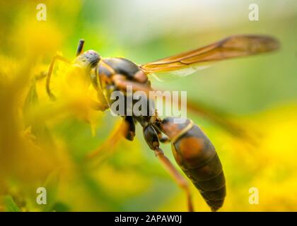 Nördliche Papierwespe, die Nektar aus einer Goldstangenblüte sammeln. (Dunkel oder Golden Paper Wasp.) Indianapolis, Indiana Stockfoto