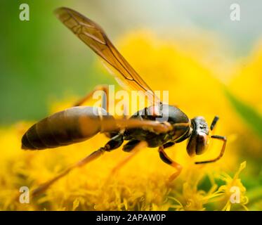 Nördliche Papierwespe, die Nektar aus einer Goldstangenblüte sammeln. (Dunkel oder Golden Paper Wasp.) Indianapolis, Indiana Stockfoto