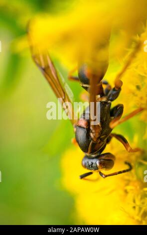 Nördliche Papierwespe, die Nektar aus einer Goldstangenblüte sammeln. (Dunkel oder Golden Paper Wasp.) Indianapolis, Indiana Stockfoto