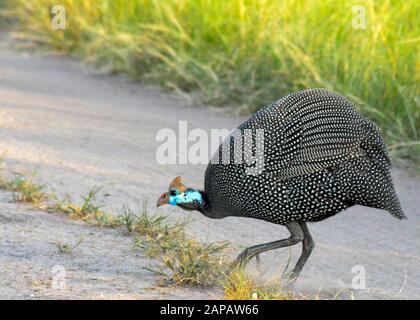 Gehörte Guineafowle im Queen Elizabeth National Park, Uganda Stockfoto