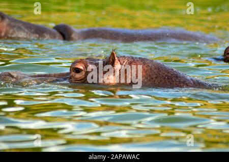 Fluppo tauchte teilweise im Queen Elizabeth National Park in Uganda unter Stockfoto