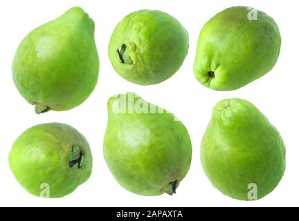 Isolierte Guava. Sammlung von ganzen grünen Guava-Früchten, isoliert auf weißem Hintergrund mit Beschneidungspfad Stockfoto