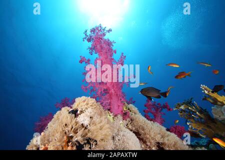 Korallenriff-Panorama, Shark Reef - Yolanda Reef, Sharm-El-Scheich, Südsinai, Ägypten Stockfoto