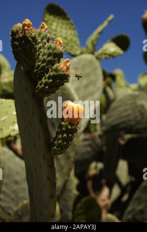 Eine Biene auf dem Weg zur Blume Stockfoto