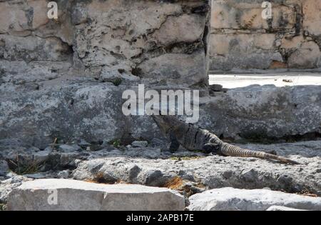 Wunderschönes graues Iguana, das auf einem der Steine der antiken Stadt Tulum in der mexikanischen Karibik ruht Stockfoto