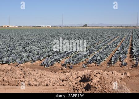 Tolleson, AZ., USA, 7. März 2019. Arizona-Grünkohl bereit für die Ernte. Stockfoto