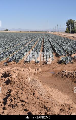 Tolleson, AZ., USA, 7. März 2019. Arizona-Grünkohl bereit für die Ernte. Stockfoto