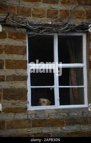 Ein gelber Labrador, der aus einem Fenster auf Passanten blickt Stockfoto