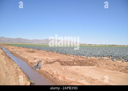 Tolleson, AZ., USA, 7. März 2019. Arizona-Grünkohl bereit für die Ernte. Stockfoto