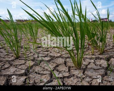 Parched und Dürre Reisfeld in Malaysia.Rice Ernte scheiterte und die wurde zu einem Ödland Stockfoto