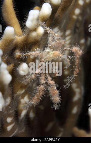 Dornen-Spinnenkrabbe Achaeus spinosus Fam. Majiden - Spinnenkrabben Stockfoto