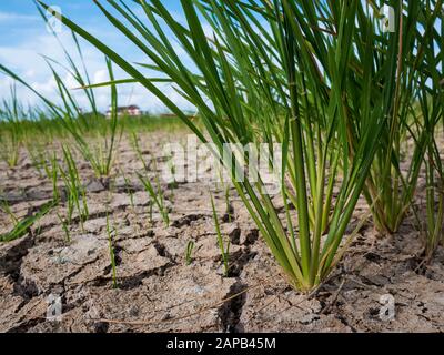 Parched und Dürre Reisfeld in Malaysia.Rice Ernte scheiterte und die wurde zu einem Ödland Stockfoto