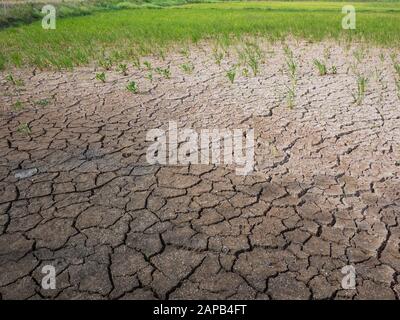 Parched und Dürre Reisfeld in Malaysia.Rice Ernte scheiterte und die wurde zu einem Ödland Stockfoto