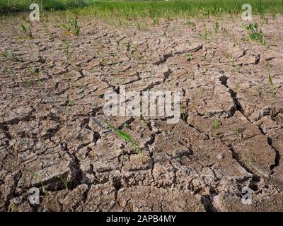 Parched und Dürre Reisfeld in Malaysia.Rice Ernte scheiterte und die wurde zu einem Ödland Stockfoto