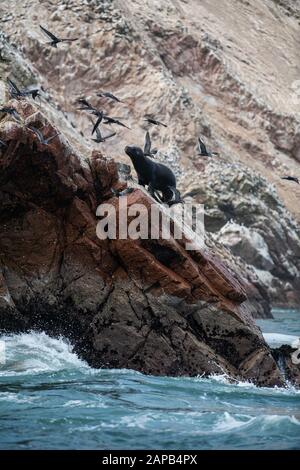 Seelöwe jagt Vögel an der Felsenküste von Paracas Peru. Ballastas-Inseln Stockfoto