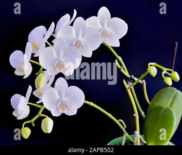 Die blühende Phalaenopsis Orchidee ist weiß mit dichten Blättern in einem Topf. Stockfoto