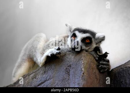 Porträt einer catta Lemur Nahaufnahme Stockfoto