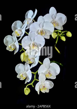 Die blühende Phalaenopsis Orchidee ist weiß mit dichten Blättern in einem Topf. Stockfoto