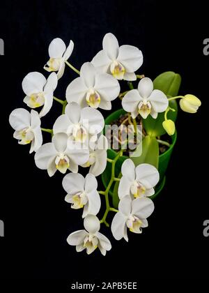 Die blühende Phalaenopsis Orchidee ist weiß mit dichten Blättern in einem Topf. Stockfoto