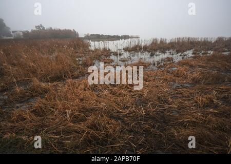 Reed-Betten in den Feuchtgebieten des Nationalparks Doñana in Morgennebel, El Rocio, Huelva, Spanien. Stockfoto
