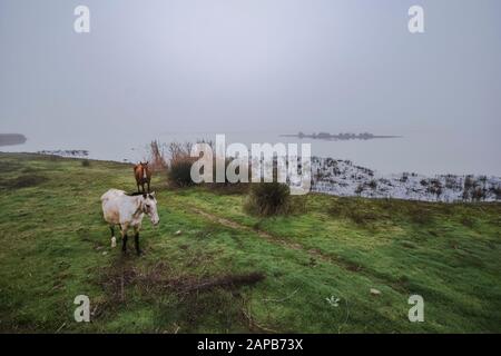 Wildpferde in den Feuchtgebieten des Nationalparks Doñana im Morgennebel, El Rocio, Huelva, Spanien. Stockfoto