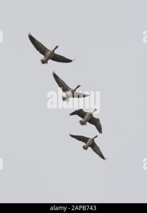 Graylag-Gänse, Graylag-Gans, (Anser Anser) im Flug bei Vogelwanderung. Stockfoto