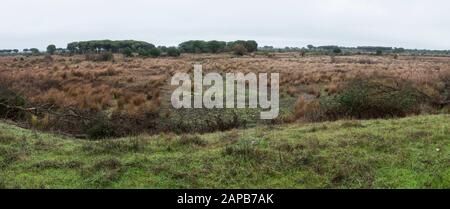 Trockene Marschländer in der Acebuche Lagune, Besucherzentrum El Acebuche des Nationalparks von Doñana, Andalusien, Huelva, Spanien. Stockfoto