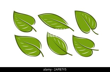 Grünes Blatt Set . Natur Logo oder Symbol Vektor Illustration Stock Vektor