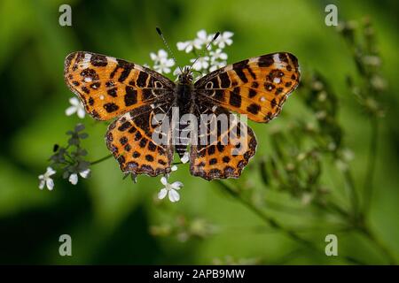 Frühlingsform des Schmetterlings der Europäischen Karte (Araschnia levana) auf einer Petersilienblüte (Anthriscus sylvestris) Stockfoto