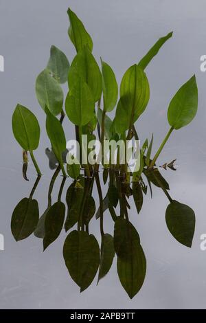 Wasserplantageanlage (Alisma plantago-aquatica) und Spiegelung in hohem Tonart Stockfoto