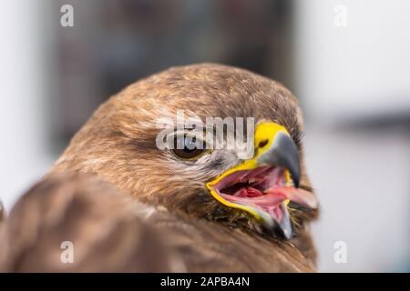 Nahaufnahme eines Taubenhawks mit geöffnetem Mund Stockfoto