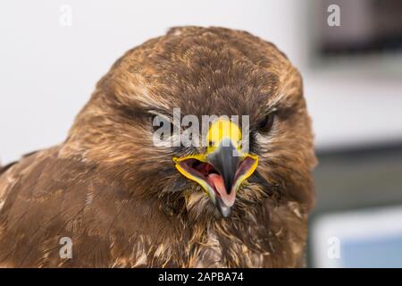 Nahaufnahme eines Taubenhawks mit geöffnetem Mund Stockfoto