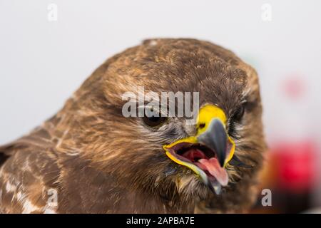 Nahaufnahme eines Taubenhawks mit geöffnetem Mund Stockfoto