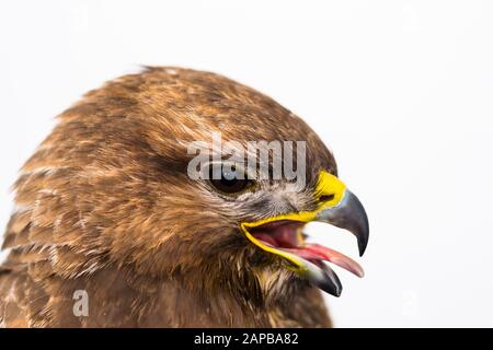 Nahaufnahme eines Taubenhawks mit geöffnetem Mund Stockfoto