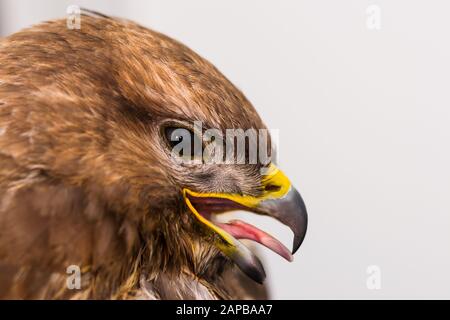 Nahaufnahme eines Taubenhawks mit geöffnetem Mund Stockfoto