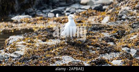 Eine Möwe, die auf einem mit Algen bedeckten Felsen steht. Stockfoto