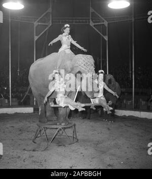 Zirkus Mikkenie in Turnhout Belgien Datum: 13. Juli 1951 Ort: Belgien, Turnhout Schlüsselwörter: Zirkus Mikkenie Stockfoto