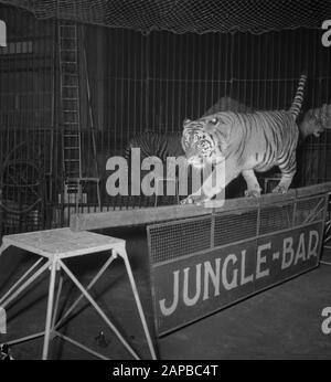 Circus Strassburger diverse Aufnahmen Datum: 22. Januar 1952 Schlagwörter: RECORDINGENTS-Institutionenname: Strassburger Circus Stockfoto