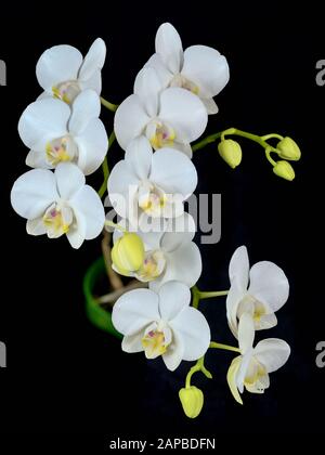 Die blühende Phalaenopsis Orchidee ist weiß mit dichten Blättern in einem Topf. Stockfoto