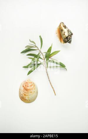 Sommer Konzept mit Muscheln und schöne Olive Branch auf weißem Hintergrund. Stockfoto