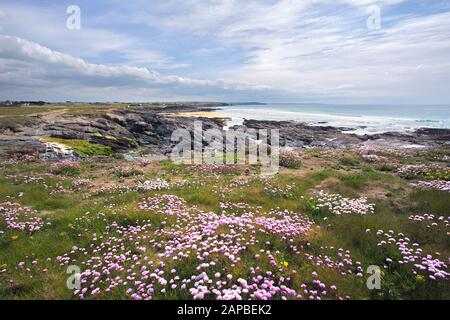 Das Meer thrift in voller Blüte in Boobys Bay Cornwall Uk Stockfoto