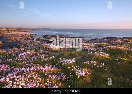 Das Meer thrilft in voller Blüte in Booby's Bay Cornwall Stockfoto