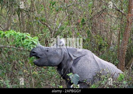 Ein Nashorn im Chitwan-Nationalpark in Nepal frisst Blätter Stockfoto