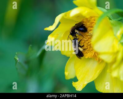 Zwei Honigbienen, Die Mit Pollen Bedeckt Sind, Die Nektar von einer gelben Blume Sammeln Stockfoto