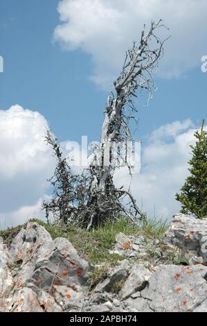 Die verwitterten Überreste einer Kiefer stehen auf einer Bergkuppe. Stockfoto