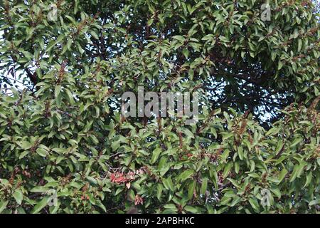 Die roten und gebogenen Blattstiele mit einer Mittelfalte sind Merkmale von Laurel Sumac, Malosma Laurina, der einheimischen Pflanze der Santa Monica Mountains. Stockfoto