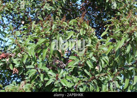 Die roten und gebogenen Blattstiele mit einer Mittelfalte sind Merkmale von Laurel Sumac, Malosma Laurina, der einheimischen Pflanze der Santa Monica Mountains. Stockfoto