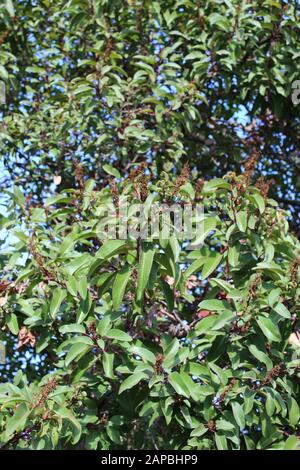 Die roten und gebogenen Blattstiele mit einer Mittelfalte sind Merkmale von Laurel Sumac, Malosma Laurina, der einheimischen Pflanze der Santa Monica Mountains. Stockfoto