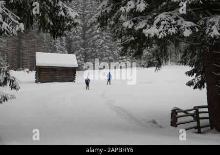 Einige einsame Skifahrer kommen in den Wald Stockfoto