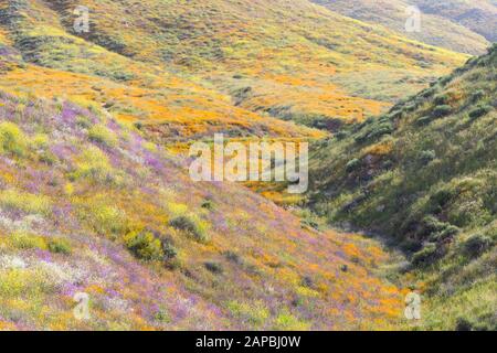 Helles orange pulsierende lebendige goldene Kalifornien Mohnblumen, saisonale Frühling einheimische Pflanze, Wildblumen in voller Blüte Stockfoto